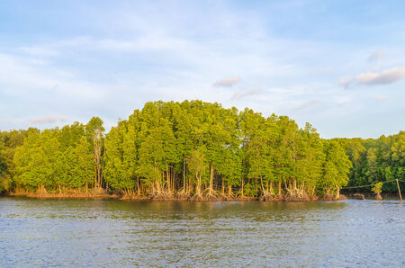 Mangrove forest and river at chanthaburi thailandの写真素材