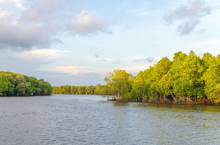 Mangrove forest and river at chanthaburi thailandの写真素材