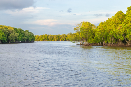 Mangrove forest and river at chanthaburi thailandの写真素材