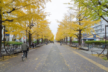Tokyo, Japan - November 24,2014 : Yellow ginkgo along the length of street at hikarigaoka park in autumnのeditorial素材