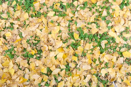 Yellow ginkgo leave and green weed on groundの写真素材