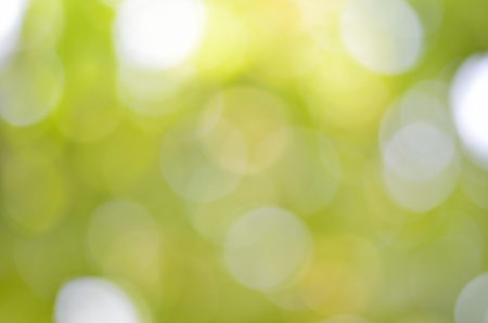 Abstract background blur bokeh from green treeの写真素材