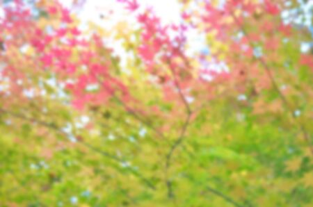 Blur colorful japanese maple leaf in autumnの写真素材