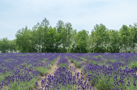 Lavender field and blue sky at biei hokkaidoの写真素材