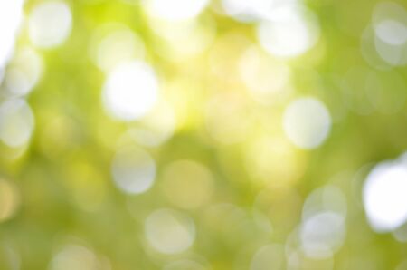 Abstract background blur bokeh from green treeの写真素材