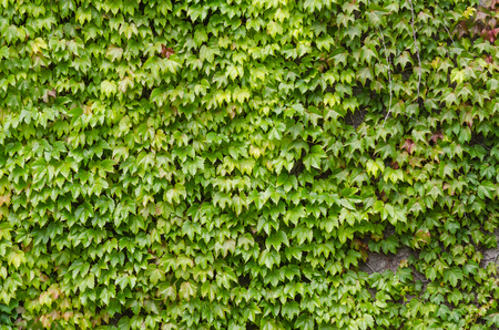 Green leaves wall backgroundの写真素材