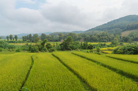 Natural green rice field in nan thailandの写真素材