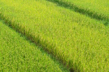 Close up natural green rice field in nan thailandの写真素材