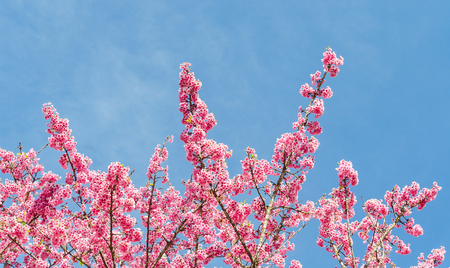 Full bloom pink japanese sakura and blue sky in chiang mai thailandの写真素材