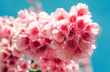 Japanese sakura cherry blossom with soft focus and vintage color filterの写真素材