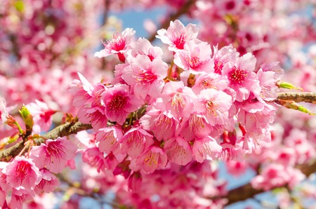 Japanese sakura cherry blossom with soft focus on blue skyの写真素材