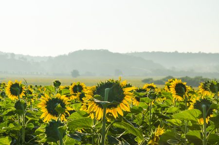 Sunflower field and mountain in the morningの写真素材