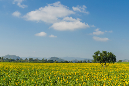 Sunflower field and blue sky in the morningの写真素材