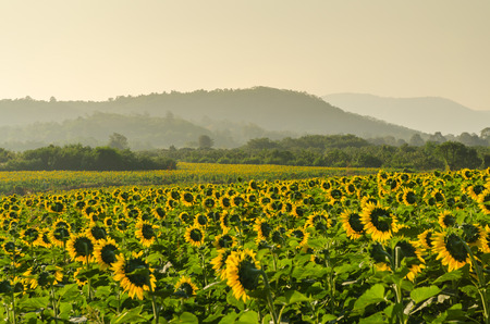 Sunflower field and mountain in morning ,toned and color filterの写真素材