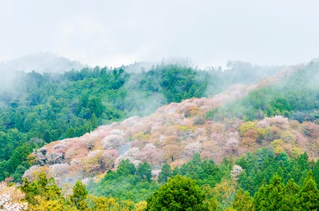 Cherry blossom on mount yoshino in the morning at nara japanの写真素材
