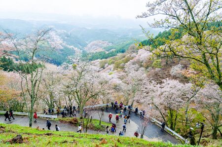 Nara, Japan - April 11,2015: Mount yoshino is the best cherry blossom viewpoint in nara. Many tourists sightseeing and taking a pictureのeditorial素材