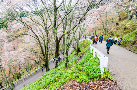 Nara, Japan - April 11,2015: Mount yoshino is the best cherry blossom viewpoint in nara. Many tourists sightseeing and taking a pictureのeditorial素材