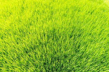 Close up natural green rice field in sunny day ,selective focusの写真素材