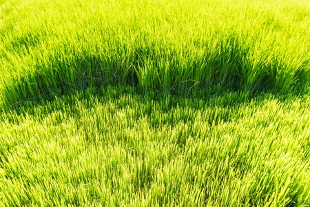 Close up natural green rice field in sunny day ,selective focusの写真素材