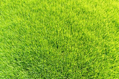 Close up natural green rice field in sunny day ,selective focusの写真素材