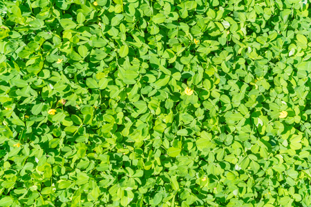 Abstract background close up little green leaf bushの写真素材