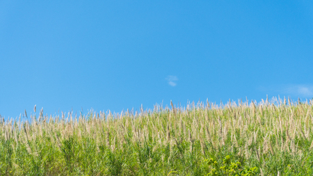 Grass flower field and blue sky in the morningの写真素材
