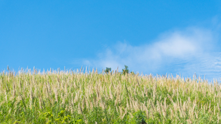 Grass flower field and blue sky in the morningの写真素材