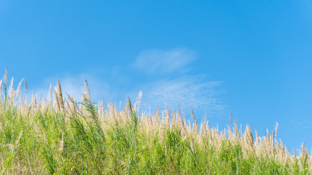 Grass flower field and blue sky in the morningの写真素材