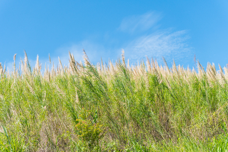 Grass flower field and blue sky in the morningの写真素材