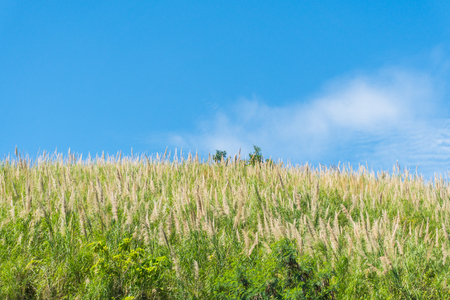 Grass flower field and blue sky in the morningの写真素材