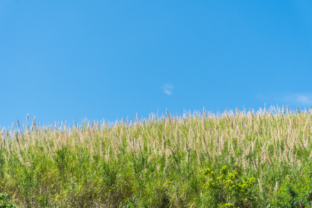 Grass flower field and blue sky in the morningの写真素材