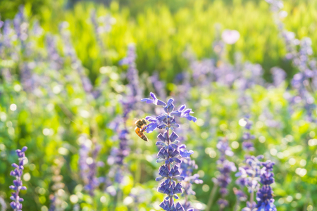 Bee harvesting pollen in lavender field ,Selective focusの写真素材