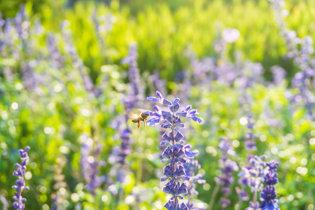 Bee harvesting pollen in lavender field ,Selective focusの写真素材