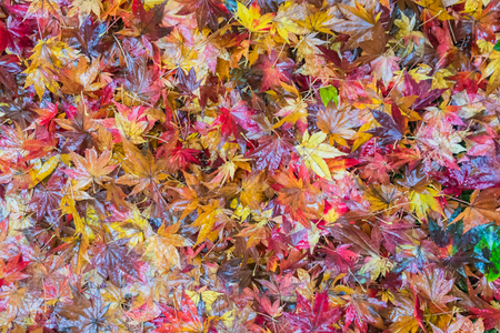 Abstract background wet japanese maple leaf on the floorの写真素材