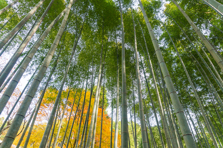 Japanese bamboo forest in autunm at arashiyama kyoto japanの写真素材