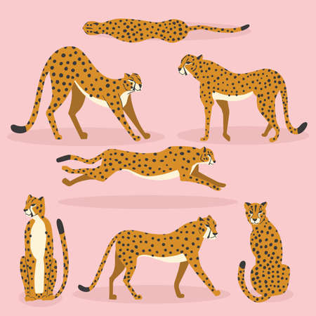 Collection of cute hand drawn cheetahs on pink background, standing, stretching, running and walking. Flat vector illustrationのイラスト素材