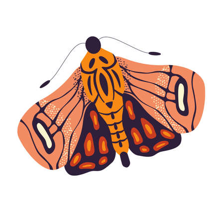 Colorful hand drawn moth illustration on white background. Stylized flying insects, decorative elements, vector illustration.のイラスト素材