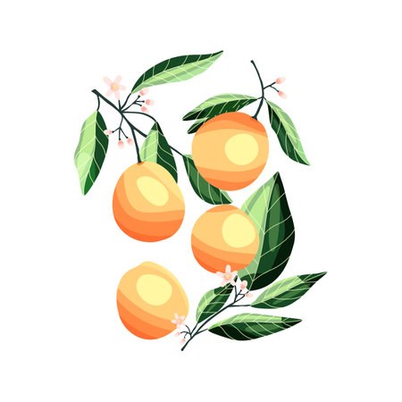 Peaches and apricots on tree branches. Isolated tropical summer fruit, on white, abstract colorful hand drawn illustration.のイラスト素材