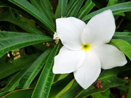 Frangipane Tiar White Tropical Flowerの写真素材