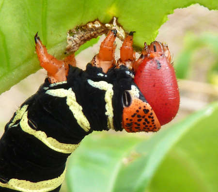 Caterpillar worm Malachite の写真素材