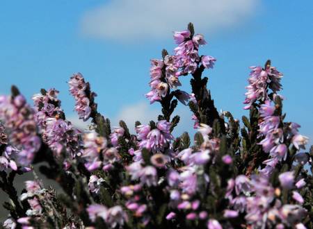Spring shrubs                               