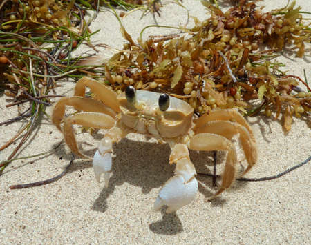 Crab in sand