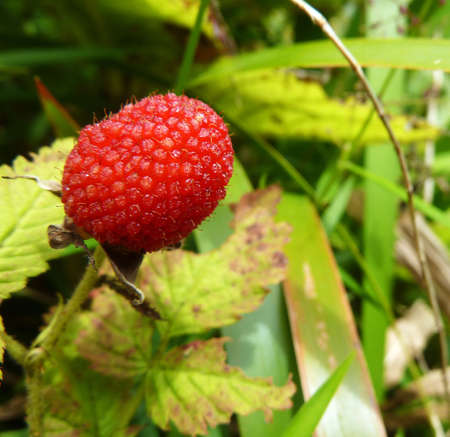 Tropical Berry