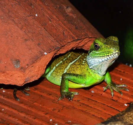 Reptilesの写真素材