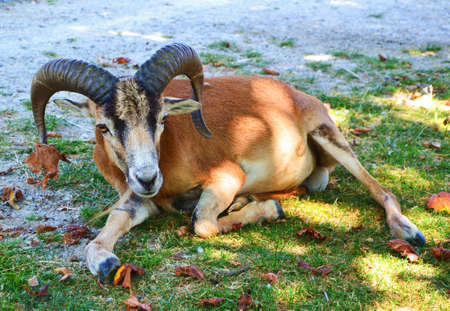 Aries - billy goat - ovineの写真素材