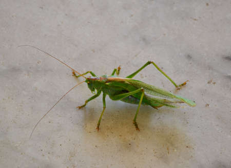 grasshopperの写真素材