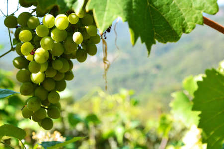 grapes fruit