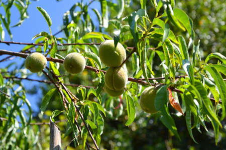 peaches