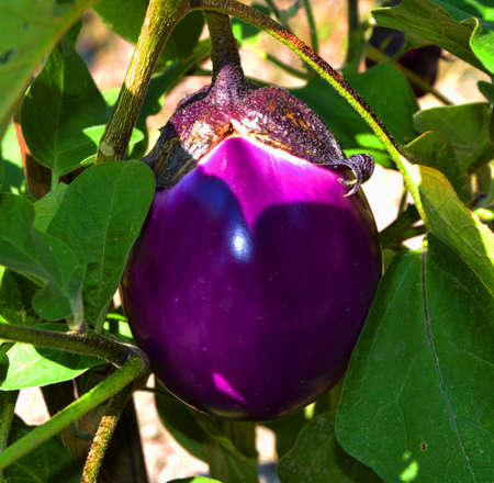 eggplantの写真素材