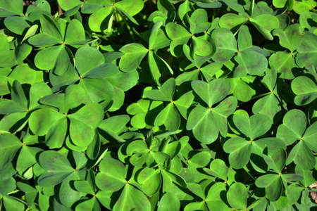 Clover, shamrock